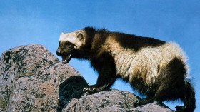 Wolverines