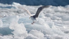 Monacobreen Glacier, Svalbard, Arctic