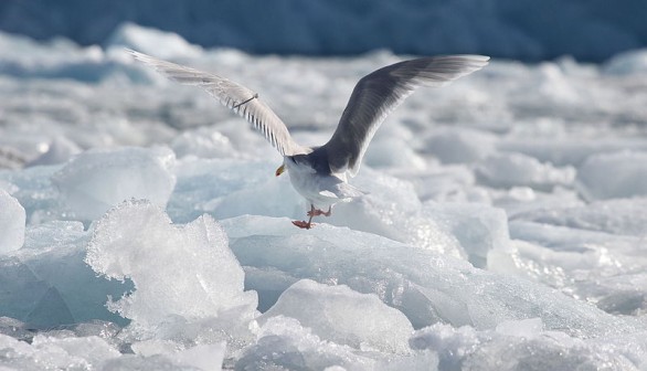 Monacobreen Glacier, Svalbard, Arctic