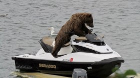 Bear on SeaDoo