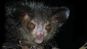 Aye-aye (Daubentonia madagascariensis), Tsimbazaza Zoo, Madagascar 