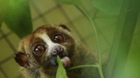 Indonesian Sanctuary Helps To Save The Slow Loris From Extinction