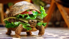 Turtle burger 