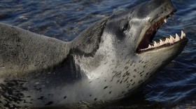 Leopard Seals