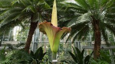 Corpse Flower at the U.S. Botanic Garden 