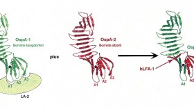 To formulate a Lyme vaccine that is effective on all Borrelia species, researchers bioengineered a set of outer surface proteins that share different parts from different strains of the bacteria