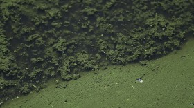 Massive Algae Blooms Continue To Plague Florida's Atlantic Coast