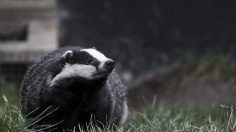 European badger