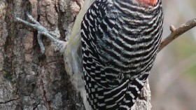 A male Red-bellied Woodpecker (Melanerpes carolinus).