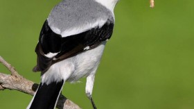 San Clemente loggerhead shrike (Lanius ludovicianus mearnsi)