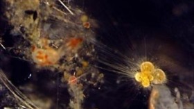 Planktonic Foraminifera