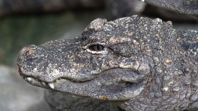 Chinese Alligator