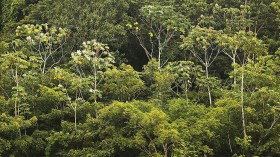 Riverboats Ferry Passengers And Cargo Through Brazilian Amazon