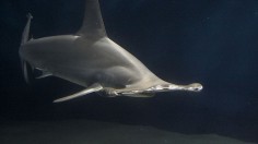 scalloped hammerhead shark