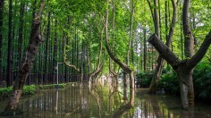 Nanjing University Of Science And Technology Seems To Be Fantasy Forest After Rain