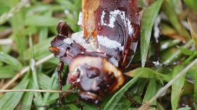 Australia Day Feature - Cockroach Racing