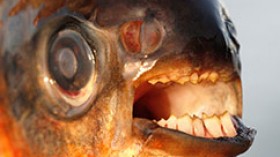 Pacu teeth