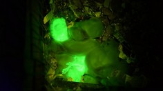 Glow-in-the-Dark bunnies 