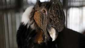 An Andean Condor, one of the world's biggest flying birds, is seen inside a cage at a veterinary hospital in Los Andes, approximately 80 km (50 miles) north of Santiago, August 12, 2013. 