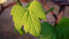 vine leaf