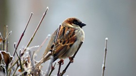 sparrow