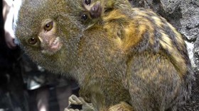 pygmy marmosets