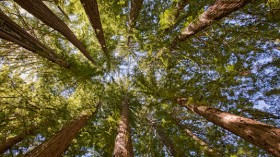 Santa Cruz Mountains Old-Growth Redwoods 