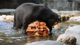 Surabaya Zoo Works To Improve Animal Care Standards