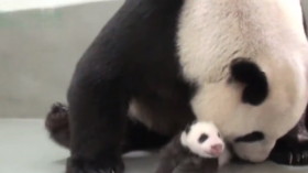 Baby Yuan Zai and mother Yuan Yuan reunite at the Taipei Zoo 