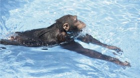 Swimming Ape