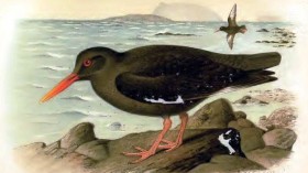 Canarian Oystercatcher