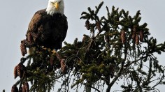 Pennsylvania Bald Eagle 