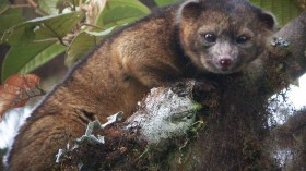 The olinguito mainly eats fruit, but may also eat some insects and nectar. 