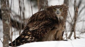 The Blakiston's fish owl, an endangered species, relies on old-growth riparian forest to provide nesting and foraging habitat