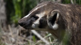 A badger walks among the grasses and sagebrush in Yellowstone National Park, Wyoming, June 8, 2013. 