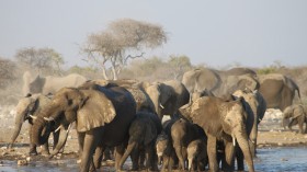 Elephants in a river