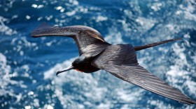 Frigatebird