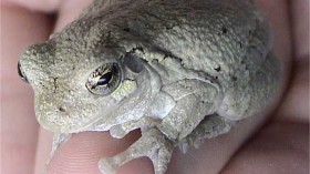 Gray Tree Frog 