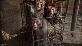 Chinese New Year Boosts Monkey Business for Villagers