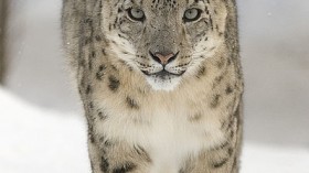  snow leopard (Panthera uncia)