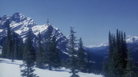 Subalpine forest