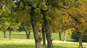 Oak Trees