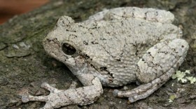 Gray treefrog, Hyla chrysoscelis