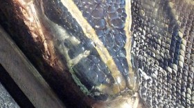  African rock python at w:Jacksonville Zoo and Gardens.