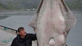 German fisherman Marco Liebenow and his record setting 513 pound Atlantic halibut 