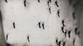 Brazil Faces New Health Epidemic As Mosquito-Borne Zika Virus Spreads Rapidly