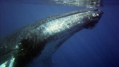 Humpback Whale