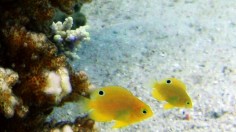 damselfish