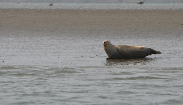 Harbor Seal