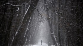 Forest in Bulgaria